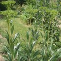 Bupleurum fruticosum P1D